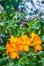 Vibrant orange flowers close up with hint of yellow in petals and green plants in background Royalty Free Stock Photo