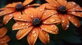 Vibrant Orange Flowers With Dew: Professional Photography In Zeiss Planar T 80mm F2.8 Royalty Free Stock Photo