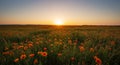 Vibrant Orange Flowers Field at Sunset Royalty Free Stock Photo