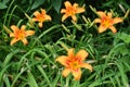 5 vibrant orange flowers of Hemerocallis fulva