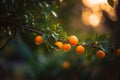 A Vibrant Orange Fruit on a Citrus Branch Displaying the Beautiful Natural Foods of the Fruit Tree World