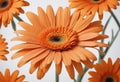 A vibrant orange gerber daisy flower in full bloom Royalty Free Stock Photo
