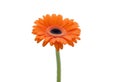 A vibrant orange gerber daisy flower in full bloom Royalty Free Stock Photo