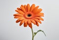 A vibrant orange gerber daisy flower in full bloom Royalty Free Stock Photo