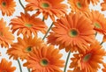 A vibrant orange gerber daisy flower in full bloom Royalty Free Stock Photo