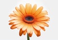 A vibrant orange gerber daisy flower in full bloom Royalty Free Stock Photo