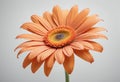 A vibrant orange gerber daisy flower in full bloom Royalty Free Stock Photo