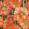 Vibrant Orange Gerbera Daisies Closeup Floral Background Royalty Free Stock Photo