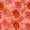 Vibrant Orange Gerbera Daisies Full Frame Floral Background Royalty Free Stock Photo