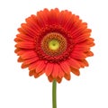 Vibrant Orange Gerbera Daisy on White Royalty Free Stock Photo