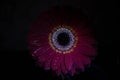 Vibrant orange gerbera flower close-up. In UV light