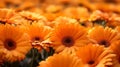 Vibrant Orange Gerbera Flower Wallpaper In Realistic Style Royalty Free Stock Photo