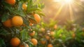 Vibrant orange grove with ripe oranges basking in sunlight, Ai Generated