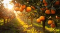 Vibrant orange grove with ripe oranges basking in sunlight, Ai Generated Royalty Free Stock Photo