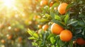 Vibrant orange grove with ripe oranges basking in sunlight, Ai Generated Royalty Free Stock Photo