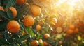 Vibrant orange grove with ripe oranges basking in sunlight, Ai Generated Royalty Free Stock Photo