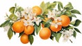 A vibrant orange, its citrusy zest accentuated by delicate orange blossoms and leaves Royalty Free Stock Photo