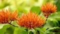 Vibrant Orange Ixora Buds on Natural green garden.