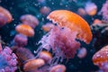 Vibrant orange jellyfish floating peacefully Royalty Free Stock Photo