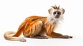 Vibrant Orange Monkey: A Captivating National Geographic-style Photograph