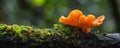 Vibrant orange mushrooms growing on a moss-covered log