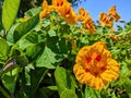 Vibrant Orange Nasturtiums in Sunlit Garden, Eye-Level View