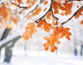 Frosty Foliage: A Stunning Winter Scene of Orange Oak Leaves Blanketed in Snow