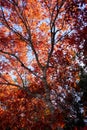 Vibrant Autumn Oak Tree