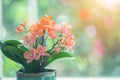 Vibrant orange orchid flowers in bloom Royalty Free Stock Photo