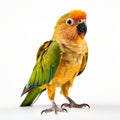 Vibrant Orange Parrot On White Background - Artistic Nickolas Muray Style