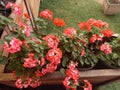 vibrant orange pelargonium hortorum geranium flowers blooming