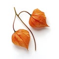 Vibrant Orange Physalis Berries on Crisp White Background Royalty Free Stock Photo