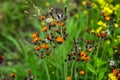 Fox and Cubs or Orange hawkweed flower on the meadow, Pilosella aurantiaca Royalty Free Stock Photo