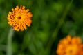 Vibrant orange, pilosella aurantiaca, orange hawk bit, devil\`s paintbrush wild flower Royalty Free Stock Photo