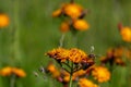 Vibrant orange, pilosella aurantiaca, orange hawk bit, devil`s paintbrush wild flower Royalty Free Stock Photo