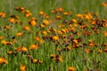 Vibrant orange, pilosella aurantiaca, orange hawk bit, devil`s paintbrush wild flower Royalty Free Stock Photo