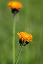 Vibrant orange, pilosella aurantiaca, orange hawk bit, devil`s paintbrush wild flower Royalty Free Stock Photo