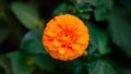 Vibrant orange pot marigold flower isolated against clean background Royalty Free Stock Photo