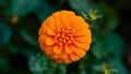 Vibrant orange pot marigold flower isolated against clean background Royalty Free Stock Photo