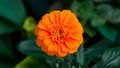 Vibrant orange pot marigold flower isolated against clean background Royalty Free Stock Photo