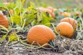 Vibrant orange pumpkin growing on vine in pumpkin patch field Royalty Free Stock Photo