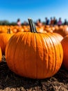 Vibrant orange pumpkins in a pumpkin patch Royalty Free Stock Photo