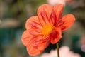 Vibrant orange and red color dahlia Royalty Free Stock Photo