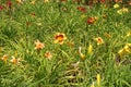 Vibrant orange and red flowers of daylilies Royalty Free Stock Photo