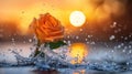 Orange Rose Sunset Water Splash Royalty Free Stock Photo