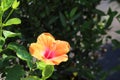 Vibrant orange single Hibiscus