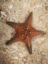 Vibrant orange starfish resting on a sandy beach. Royalty Free Stock Photo