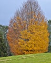 Vibrant Orange Tree in the Season of Autumn