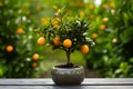 Vibrant orange tree thriving in compact pot, natures resilience