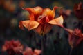 Vibrant orange tulip in bloom